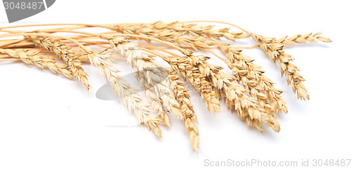 Image of wheat ears