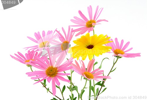 Image of Beautiful pink and yellow flowers