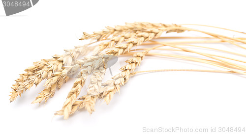 Image of wheat ears