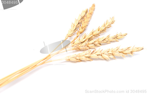 Image of wheat ears