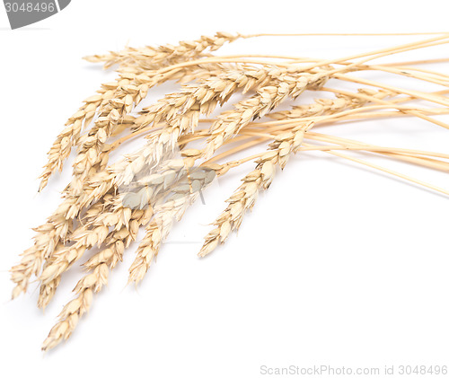 Image of wheat ears