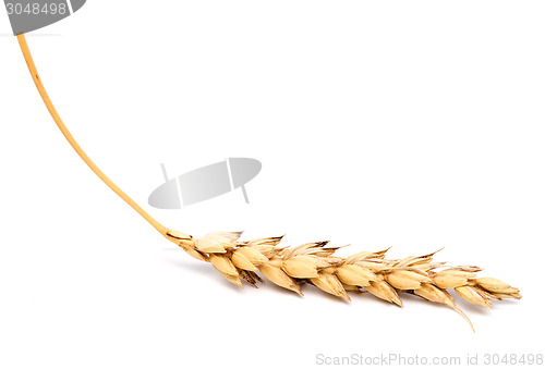 Image of wheat ear