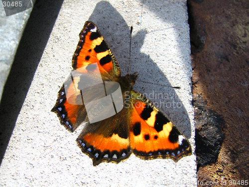 Image of Butterfly