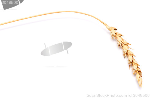 Image of wheat ear