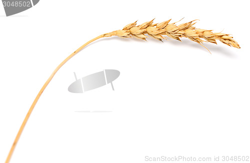 Image of wheat ear