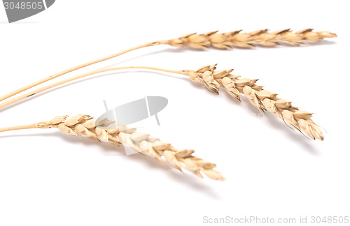 Image of wheat ears