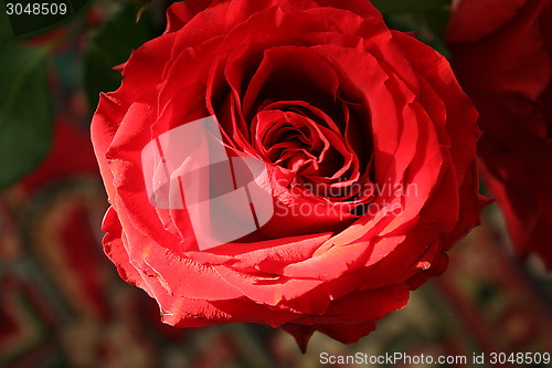 Image of Red Rose