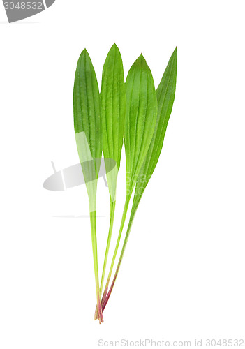 Image of English plantain (Plantago lanceolata)