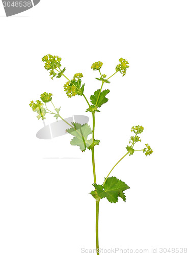 Image of Smooth lady s mantle (Alchemilla glabra)
