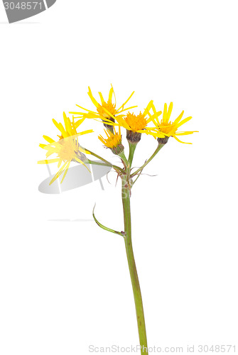 Image of Groundsel (Tephroseris crispa)