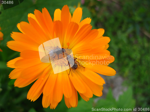 Image of Bugs and flower