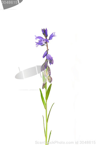 Image of Common milkwort (Polygala vulgaris)