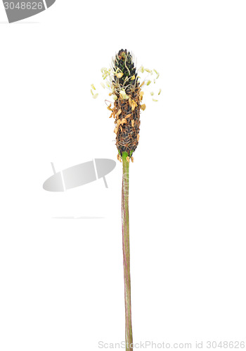 Image of English plantain (Plantago lanceolata)