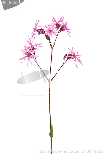 Image of Ragged robin (Lychnis flos-cuculi)