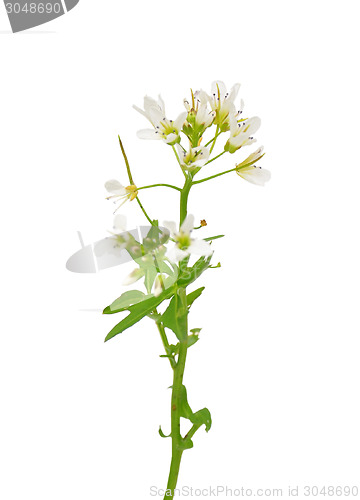 Image of Watercress (Nasturtium officinale)