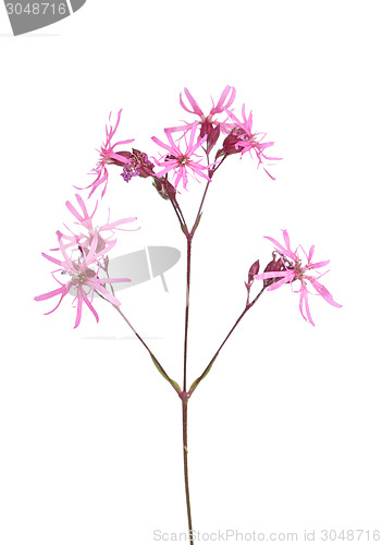 Image of Ragged robin (Lychnis flos-cuculi)