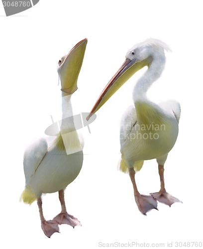 Image of White Pelicans