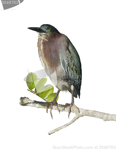 Image of Green Heron