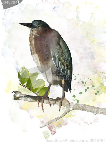 Image of Green Heron