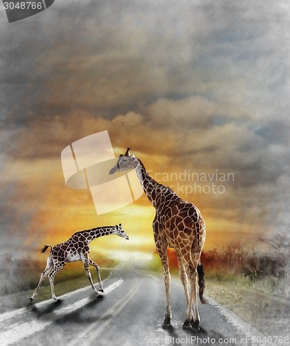Image of Two Giraffes