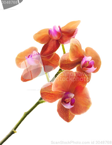 Image of Orchid Flower