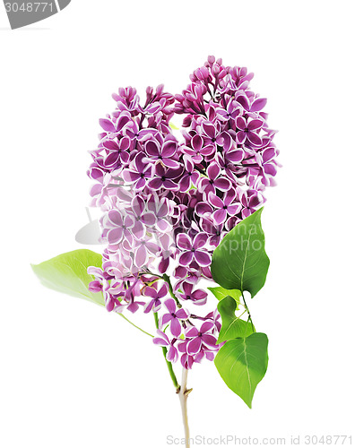 Image of BlossomingLilac