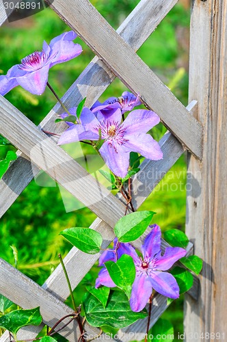 Image of purple flowers