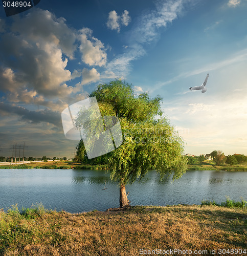 Image of Bird over the osier near river