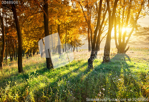 Image of Maples in autumn park