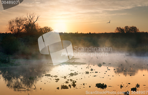 Image of Fog over autumn river