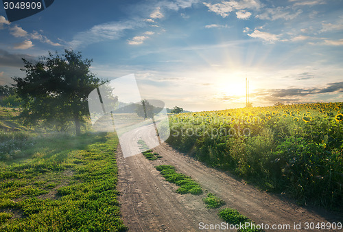 Image of Country road and sunflowers