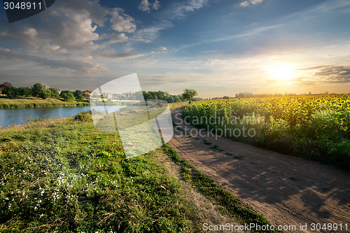 Image of Sunflowers and country road