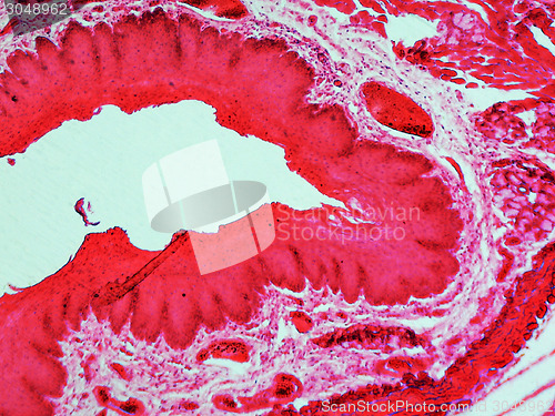 Image of Epithelium micrograph