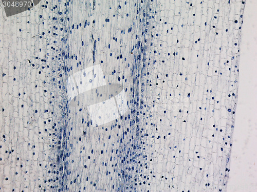Image of Corn root tip micrograph