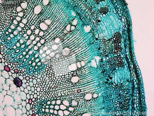 Image of Cotton stem micrograph
