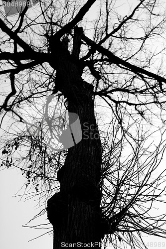 Image of beautiful tree