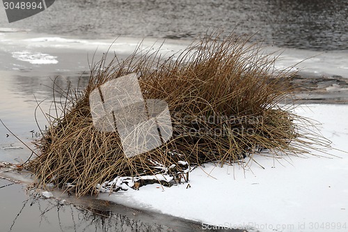 Image of Bushes plants in the river