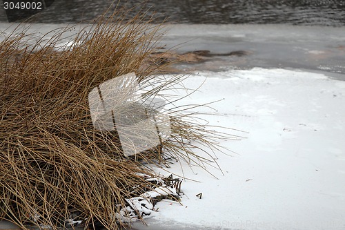 Image of Bushes plants in the river