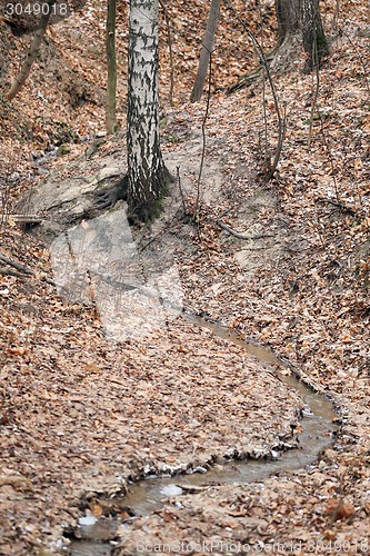 Image of Stream in the autumn forest
