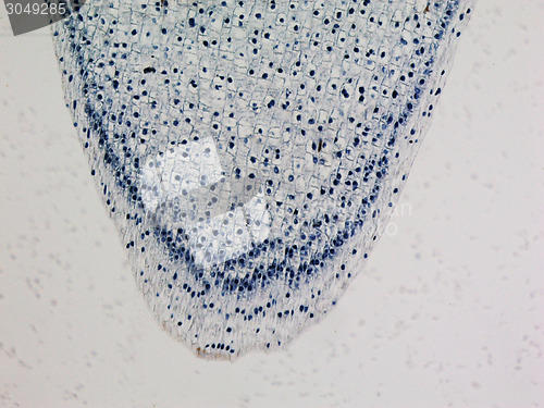 Image of Corn root tip micrograph