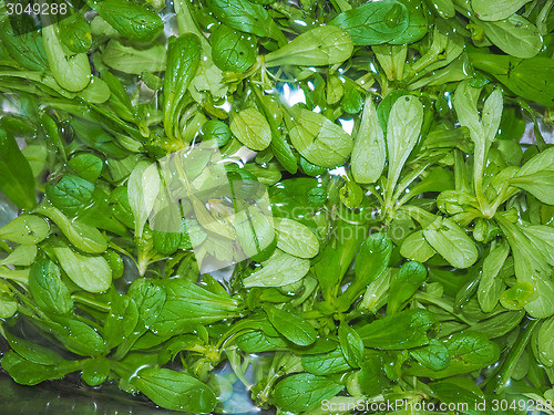 Image of Green salad vegetables