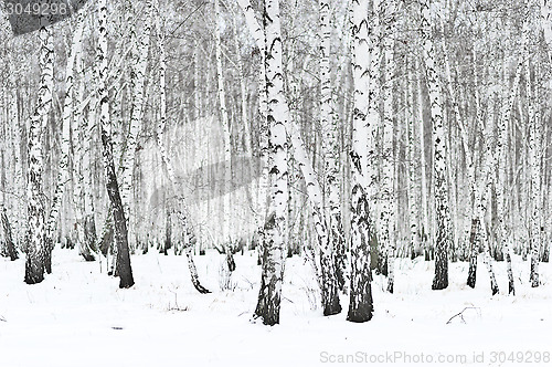 Image of winter forest