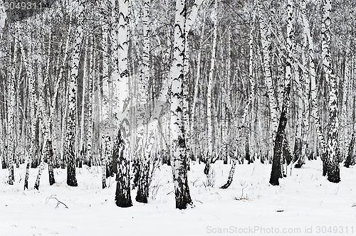 Image of birch forest