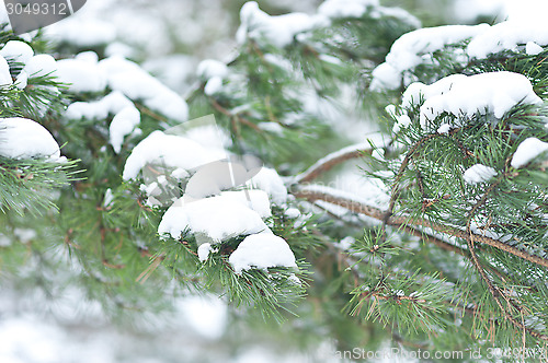 Image of fur tree