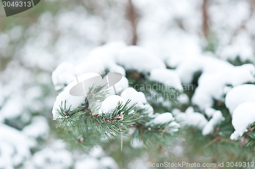 Image of branch with snow