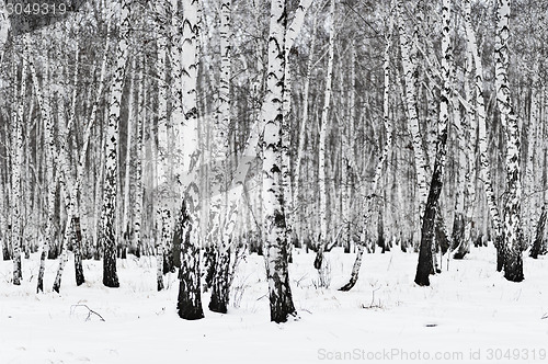 Image of birch forest