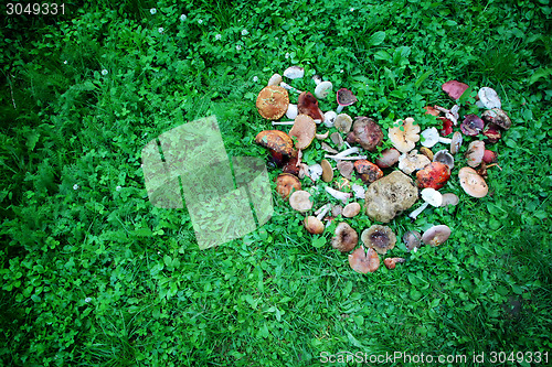 Image of Wild mushrooms displayed in heart shape