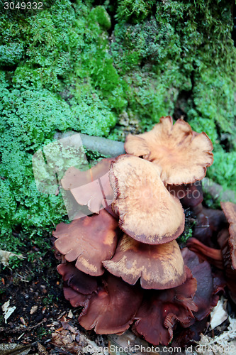 Image of Close up of Collybia fusipes wild mushrooms