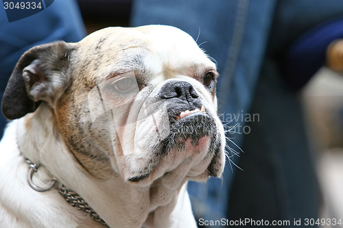 Image of Close up of old bulldog with canines