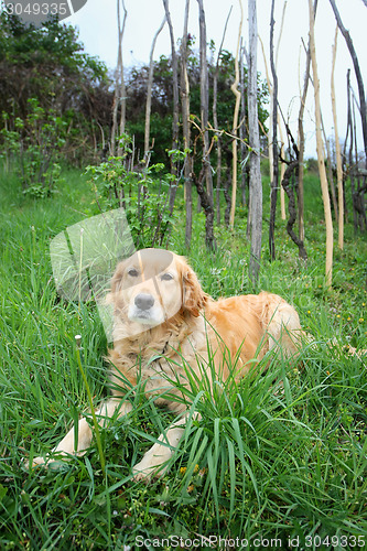 Image of Golden retriever in grass